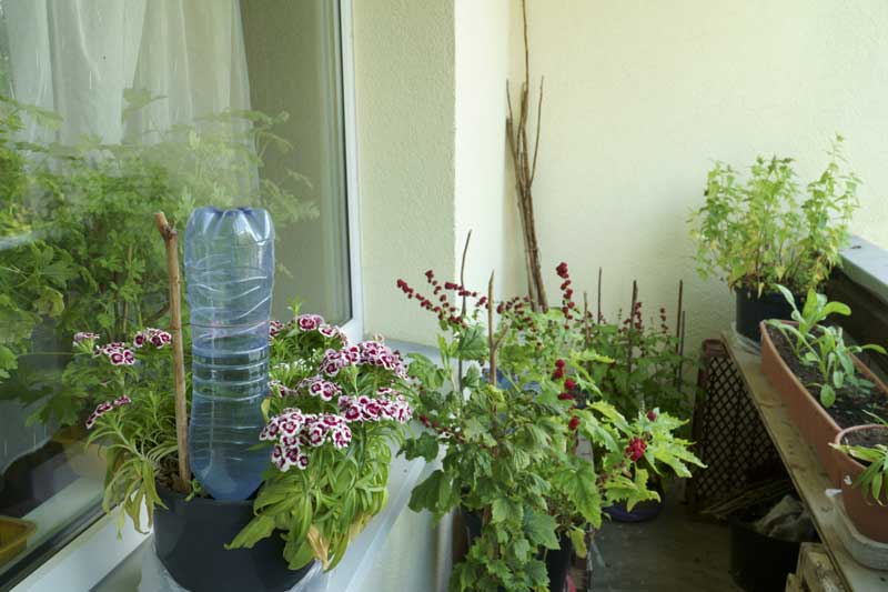 using a recycled plastic bottle to water plants 