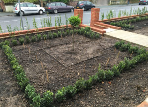 square planting bed surrounded by young buxus plants