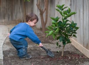 plant a tree