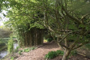 Riverside sensory garden with moving water, bamboo and plants to encourage wildlife and birdsong