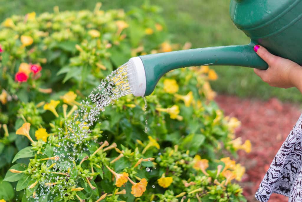 Watering your garden in summer - Hollandscapes