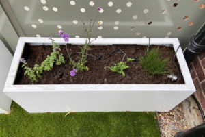 white rectangular planter with young plants and irrigation system