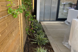 ornamental sedge plants between white decking and timber fence with clematis