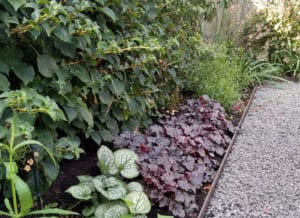 low growing plants with siver and purple foliage