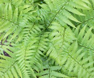 beautiful outdoor fern with delicate fronds