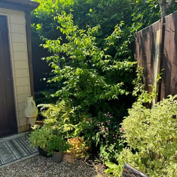 arrangement of shrubs beside workshop doorway